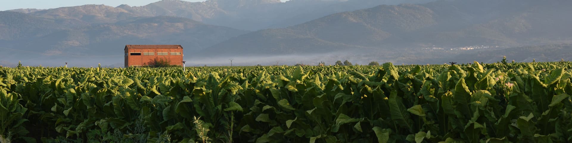Banner of panonamic view of tobacco cultivation in the Sierra de Gredos