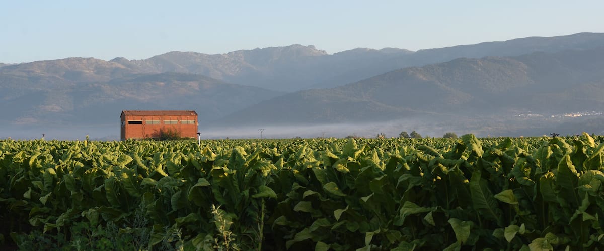 A field of crops with a red building in the foreground and mountains in the background.
