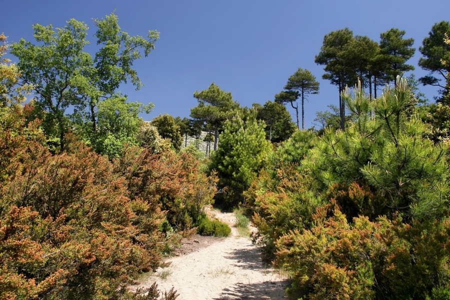 A dirt path through a forest with green and brown foliage, leading towards a clear blue sky.