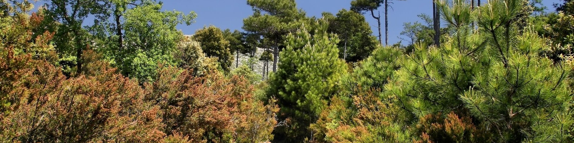 Serra de Llaberia (Tivissa, Tarragona, Spain)