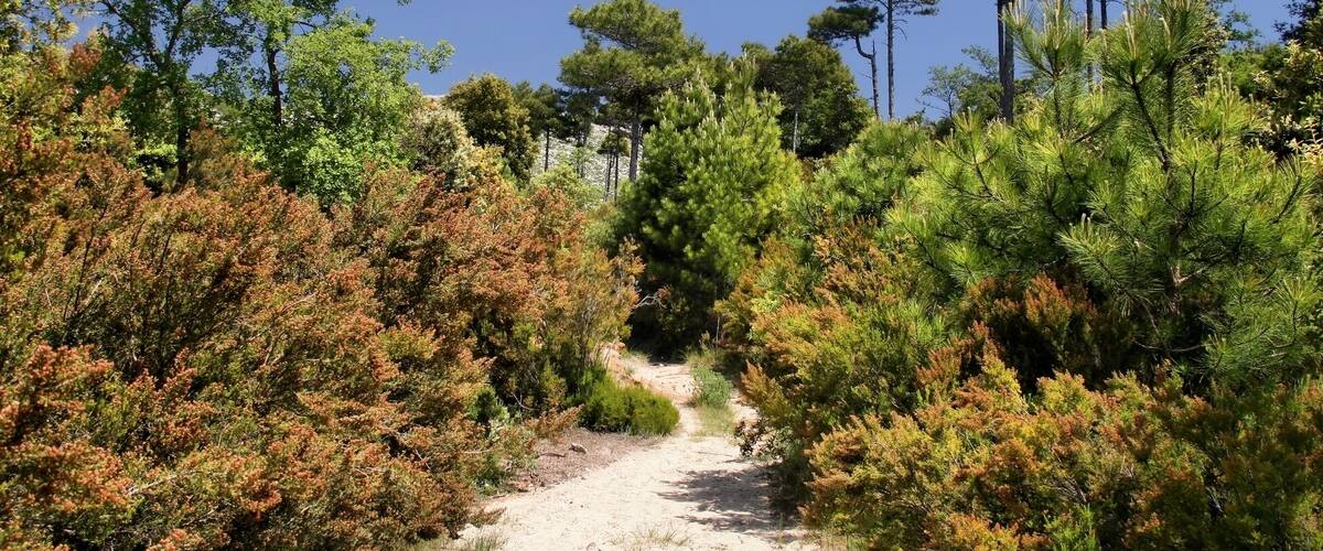 A dirt path through a forest with green and brown foliage, leading towards a clear blue sky.