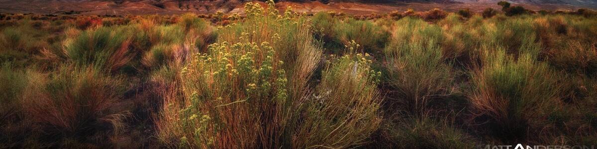 A beautiful evening amongst the sagebrush, White Mountains, and dramatic skies at sunset. Located just outside of Bishop on Owens river.