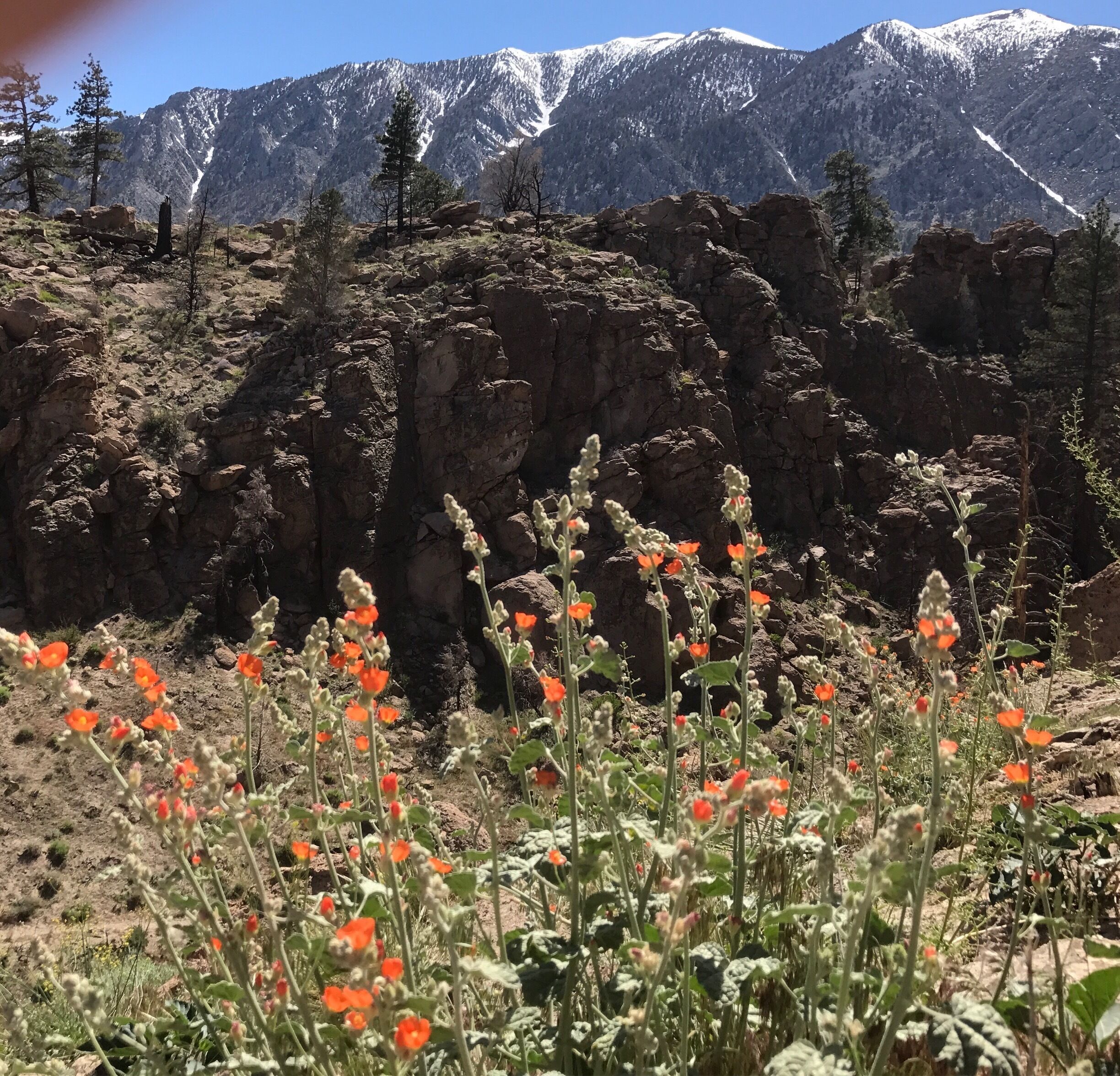 In the mountains to the west of Bishop, near Paradise. 