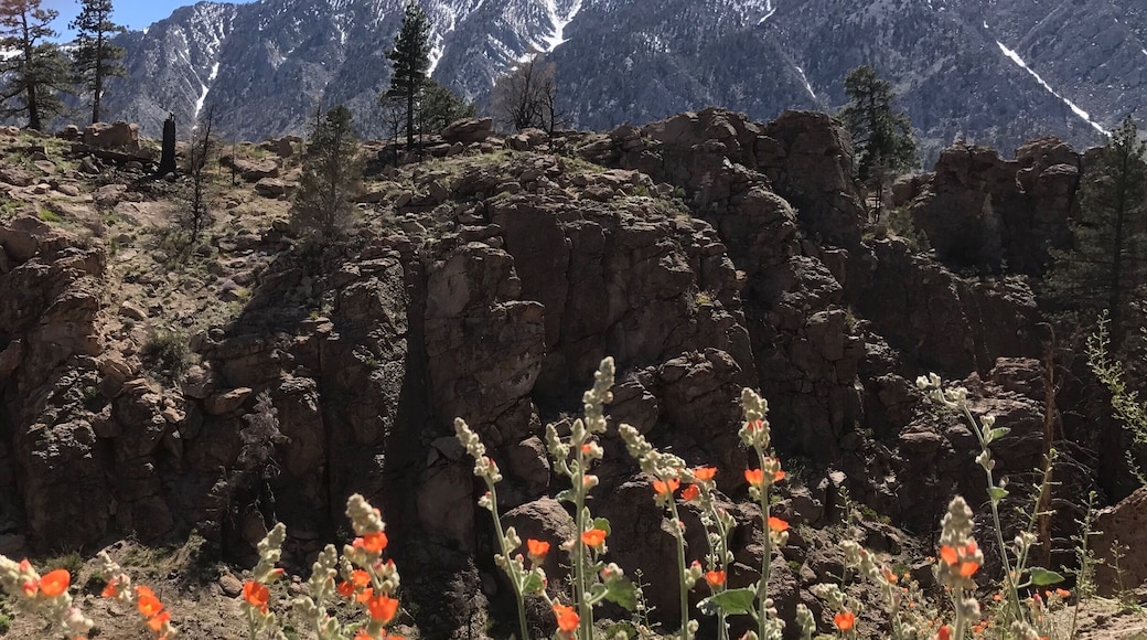 In the mountains to the west of Bishop, near Paradise.