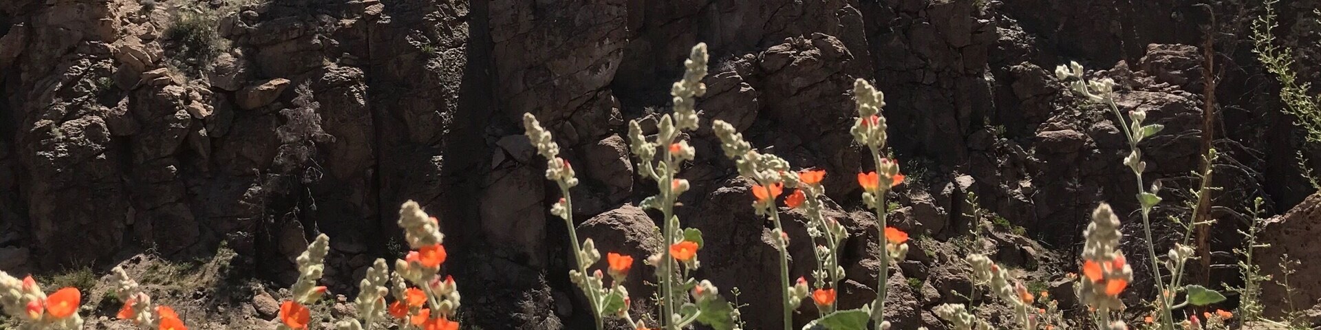 In the mountains to the west of Bishop, near Paradise.