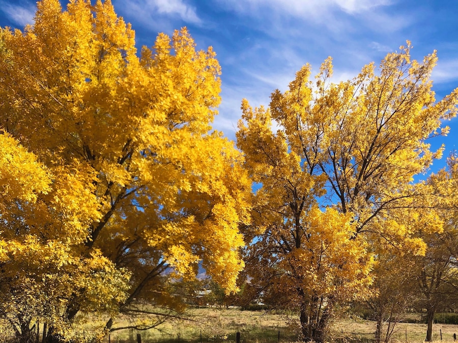 This was taken in October. Beautiful in Bishop during the fall.
