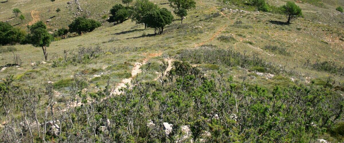 A hilly landscape with scattered trees and a clear sky.