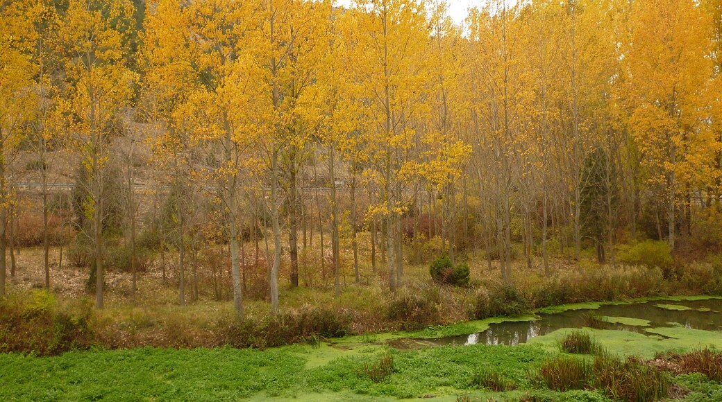 Ucero, 42317, Soria, Spain