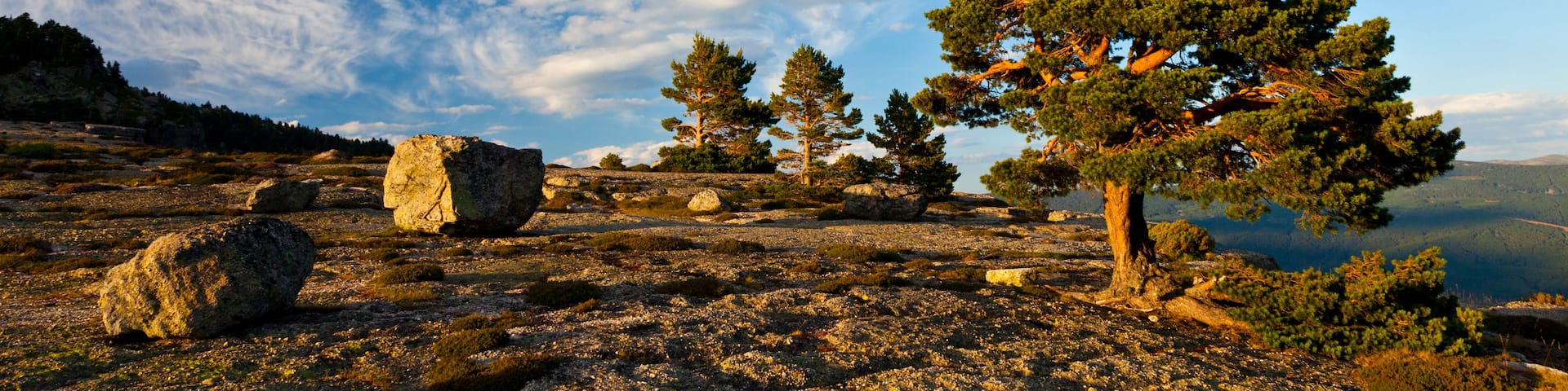 A mountainous landscape with a clear sky, rocky terrain, and a prominent pine tree.