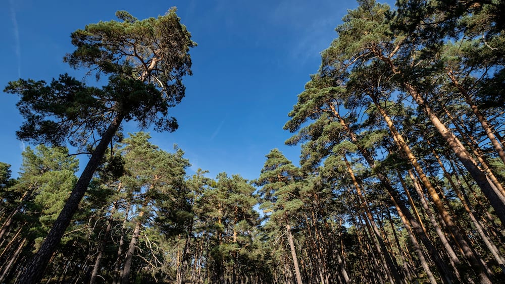 bosque de pino silvestre , Pinus sylvestris,Navaleno, Soria, Comunidad Autónoma de Castilla, Spain, Europe