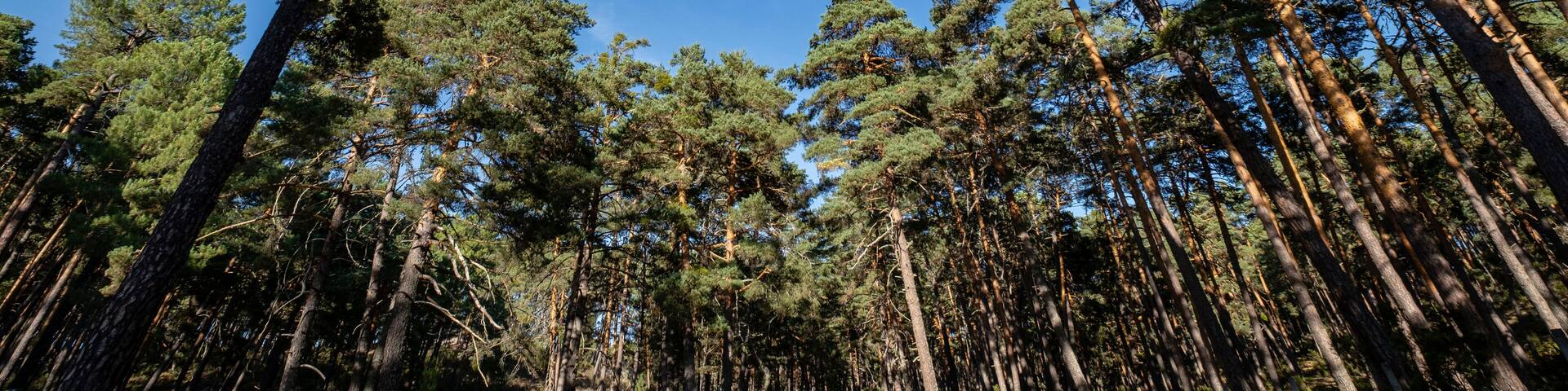 bosque de pino silvestre , Pinus sylvestris,Navaleno, Soria, Comunidad Autónoma de Castilla, Spain, Europe