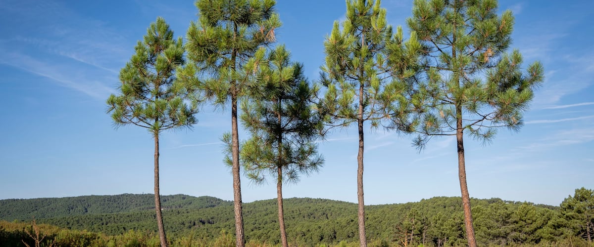 Four pine trees in a field with a hilly background.