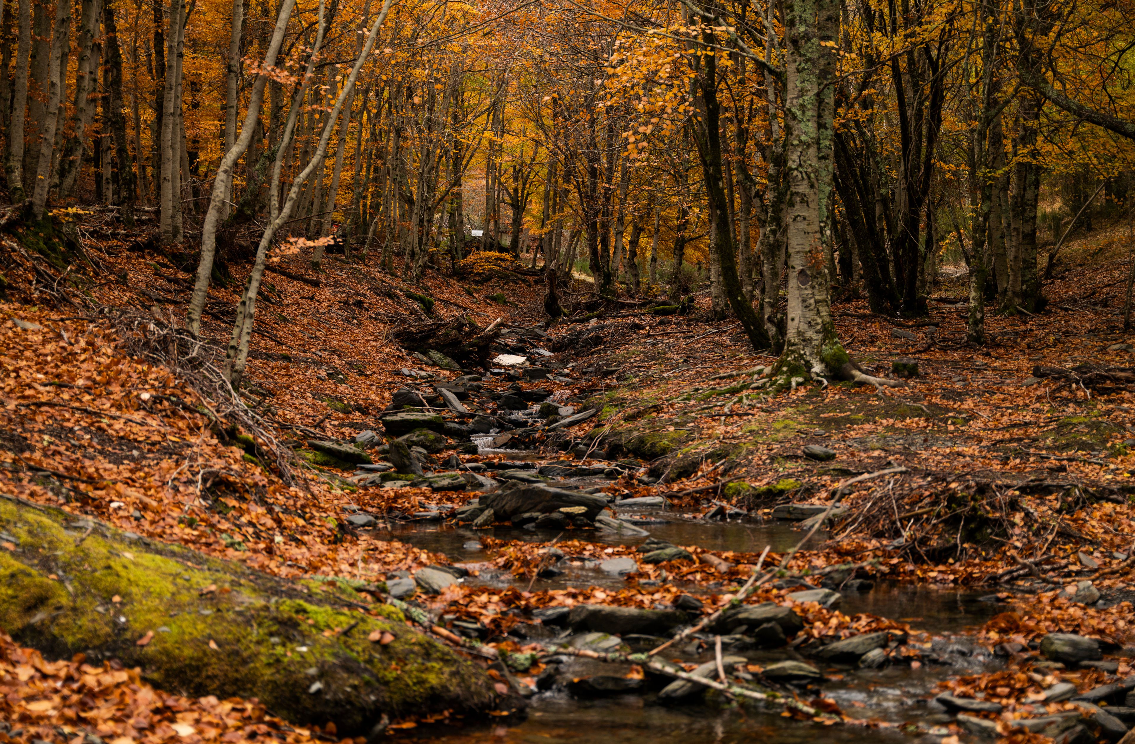 Un arroyo en el bosque con hojas otoñales y rocas.