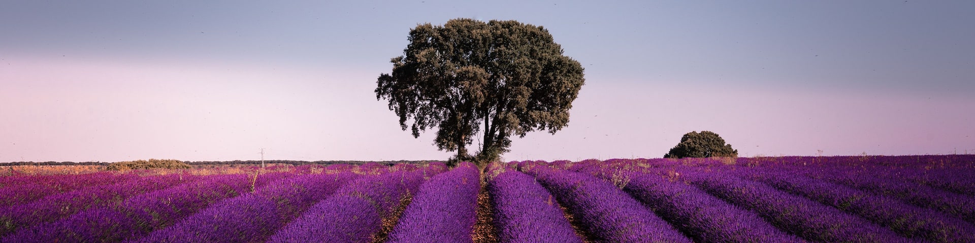 A field of purple flowers with a single tree in the center.