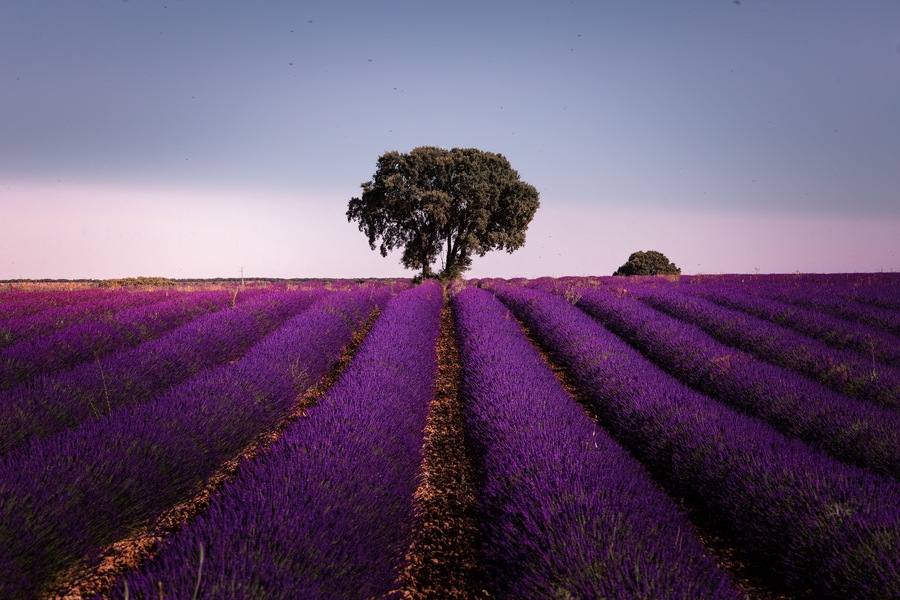 A field of purple flowers with a single tree in the center.