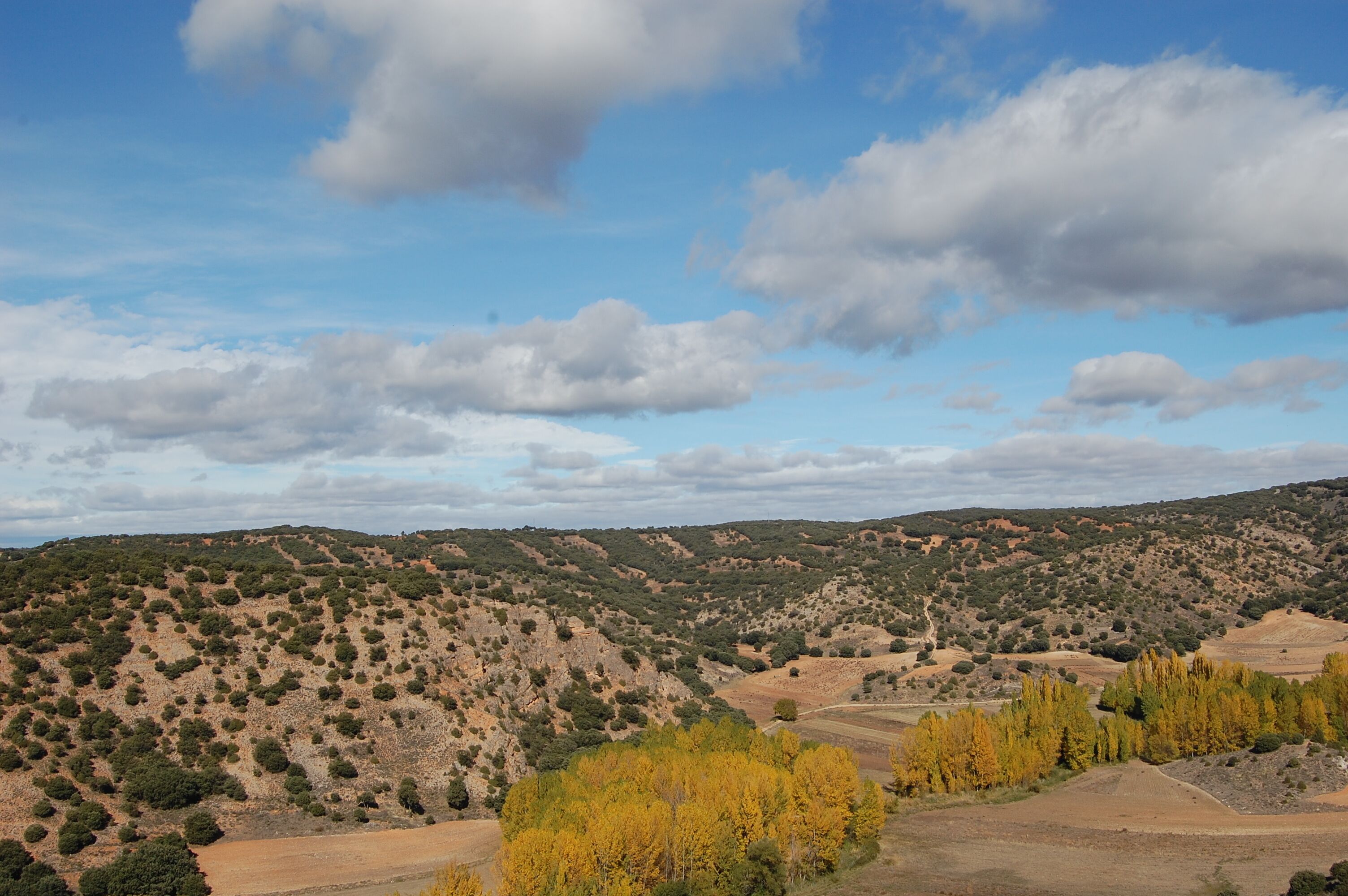 A hilly landscape with scattered trees and a clear sky.