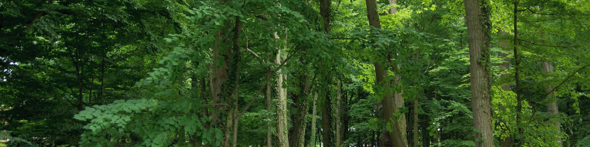 Gräben, Ortsteil Dahlen in Brandenburg.
