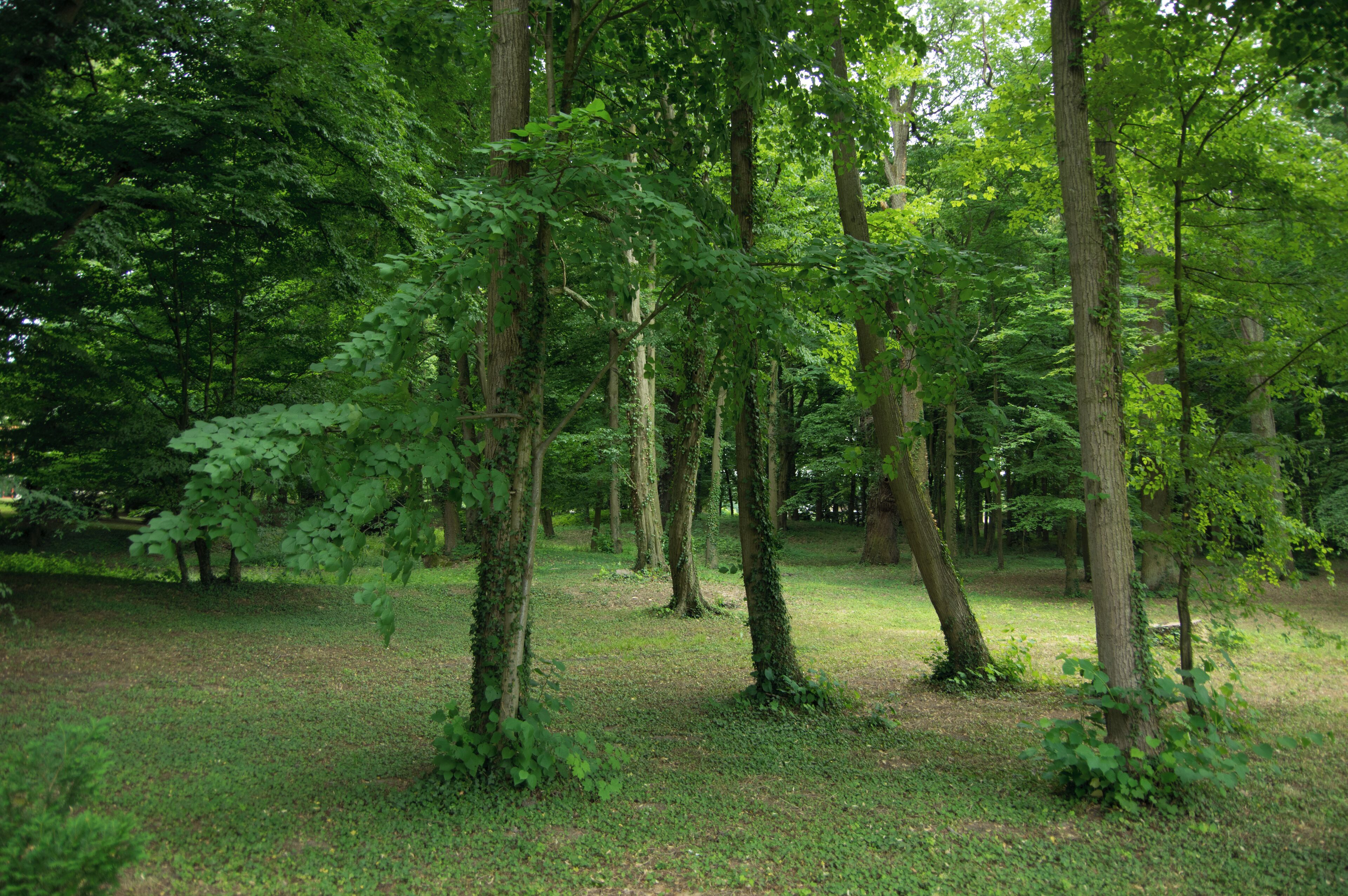 A dense forest with tall trees and a grassy ground.