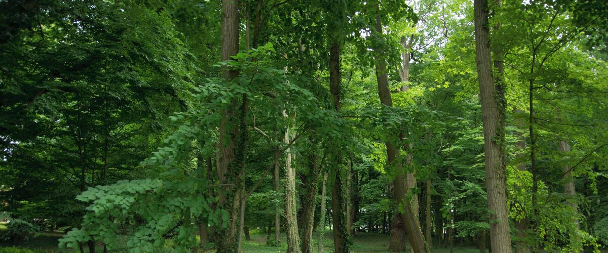 A dense forest with tall trees and a grassy ground.