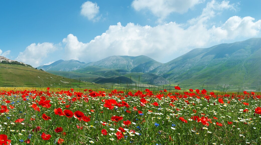 Panoramica Fioritura Castelluccio