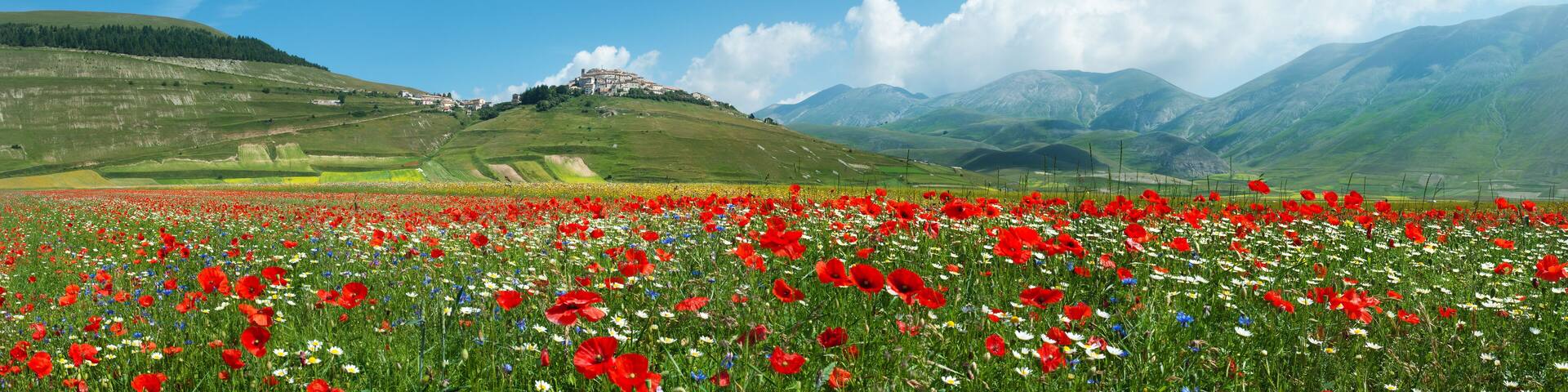 Panoramica Fioritura Castelluccio