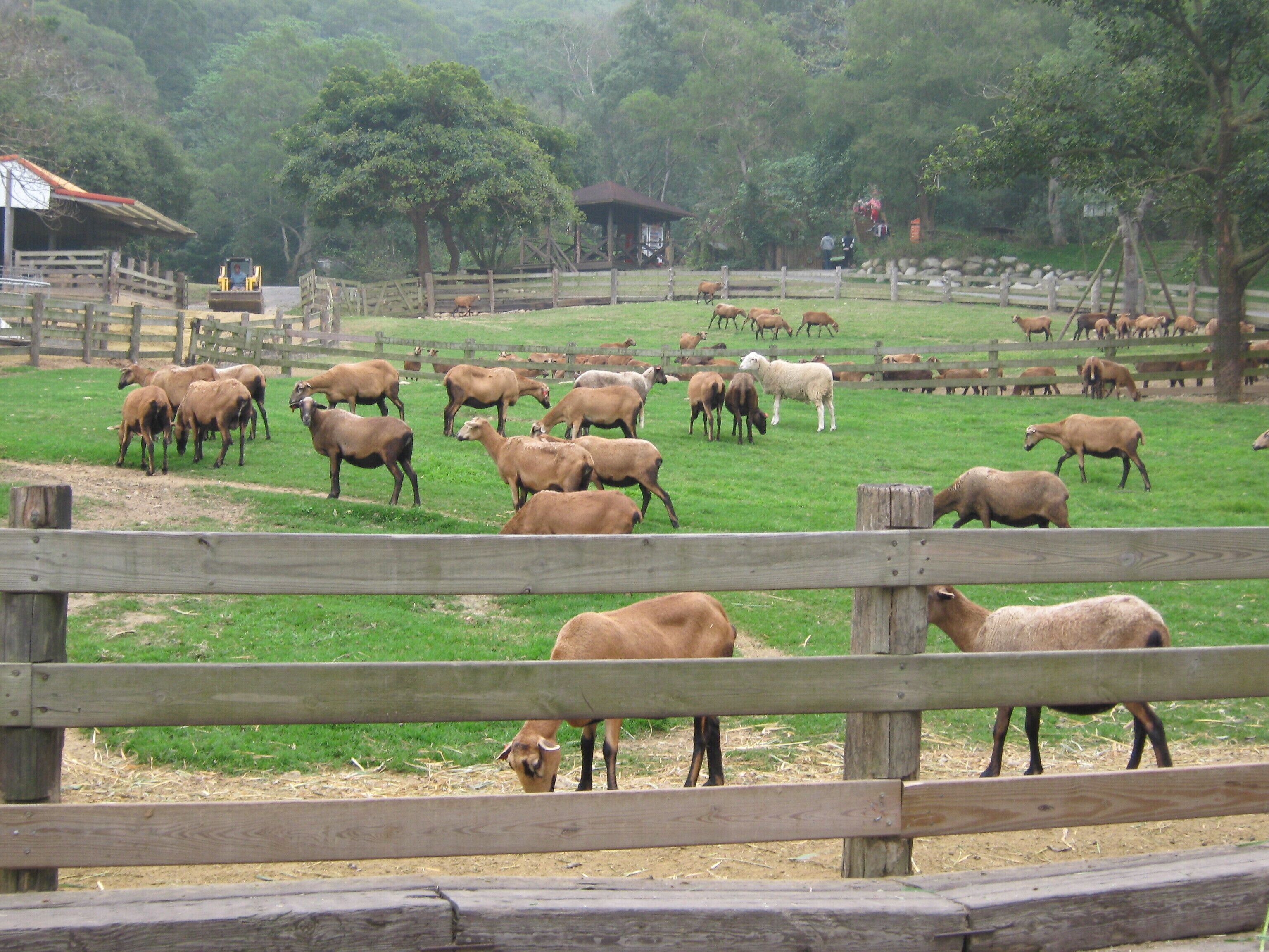 606, Taiwan, 嘉義縣中埔鄉瑞豐村