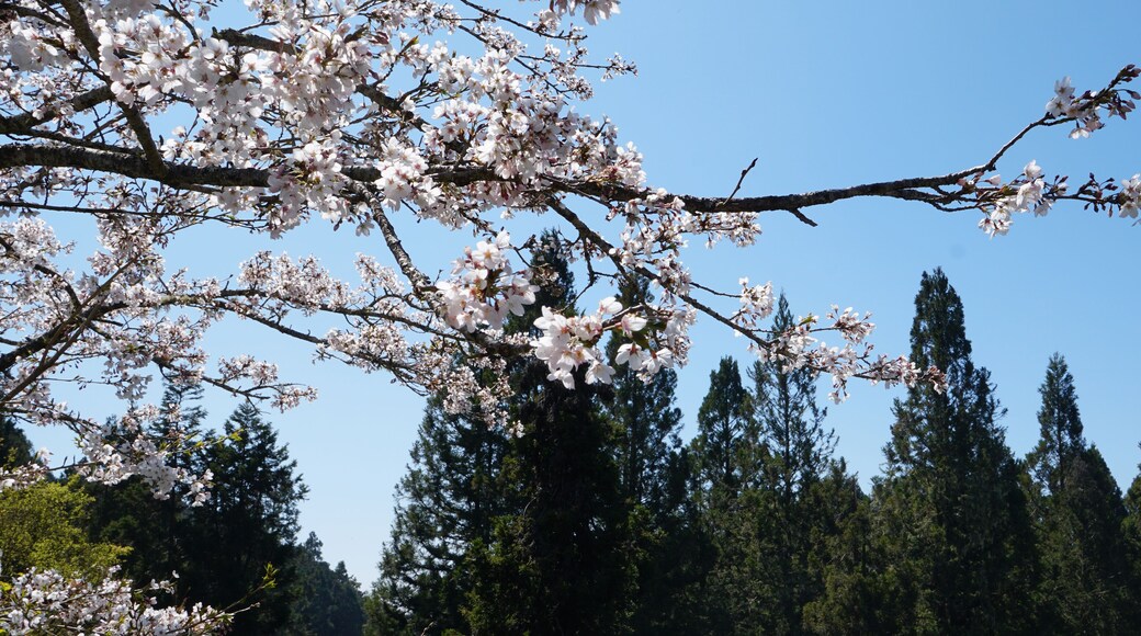 A stunning view of the Alishan National Forest Recreation Area in Chiayi, Taiwan, with a foreground of delicate cherry blossoms and a backdrop of towering cypress trees.