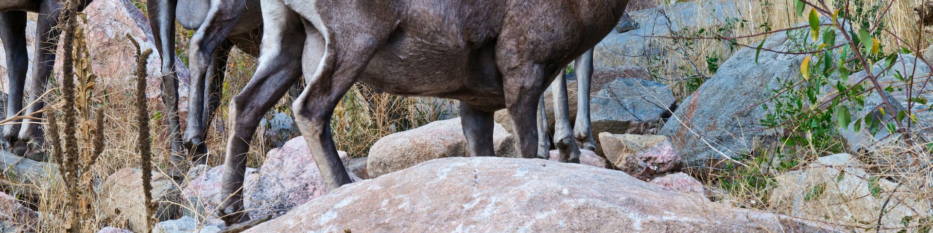 USA, Colorado, Drake, Grazing Group of Bighorn Sheep Rams