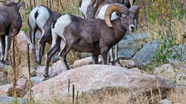 USA, Colorado, Drake, Grazing Group of Bighorn Sheep Rams