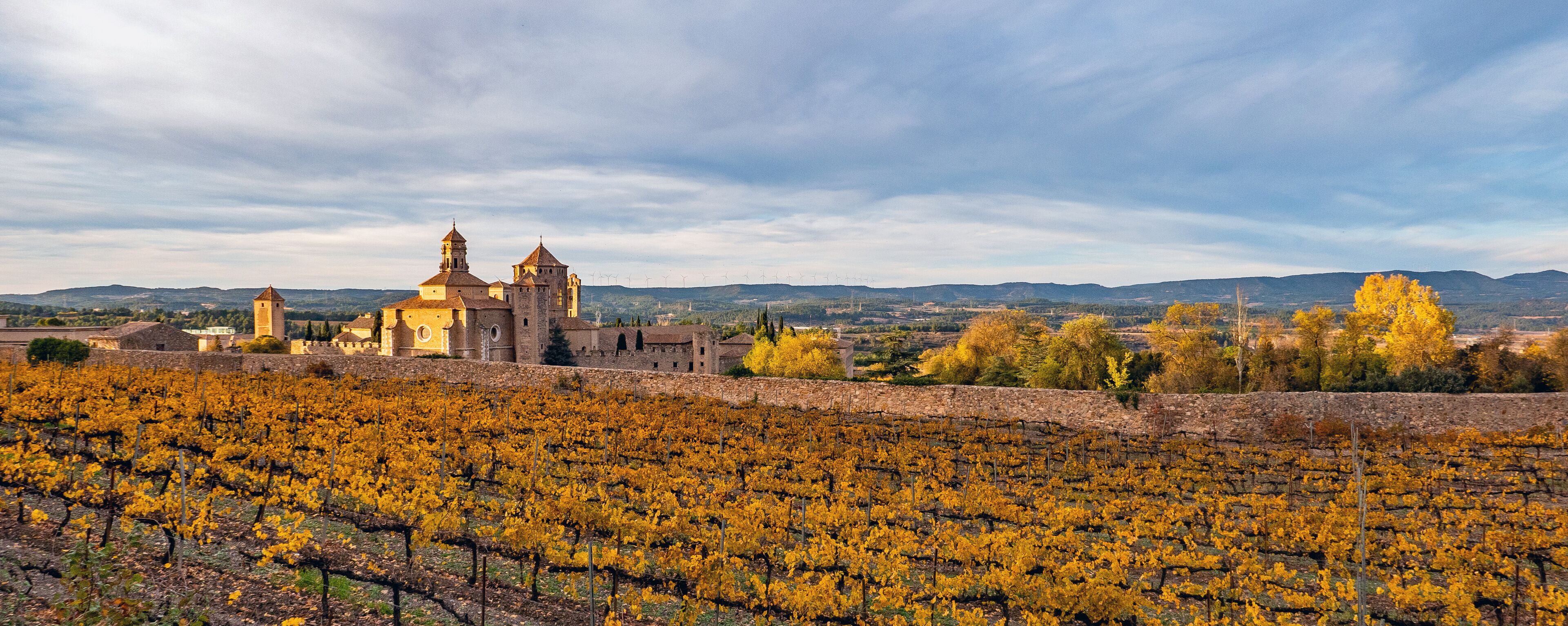 A vineyard with rows of yellow grapevines, a historic building with two towers, and wind turbines in the background.