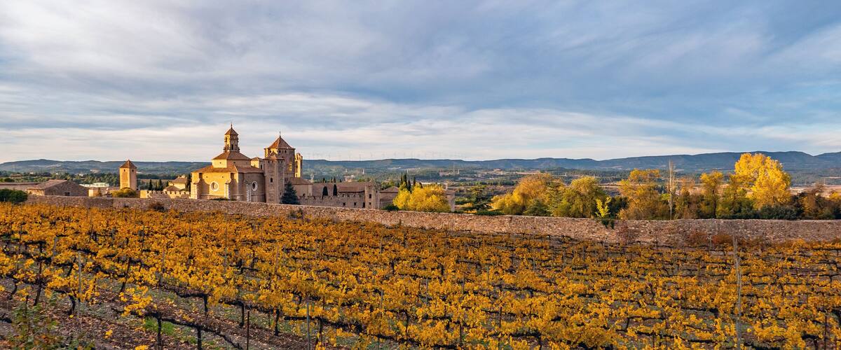 A vineyard with rows of yellow grapevines, a historic building with two towers, and wind turbines in the background.