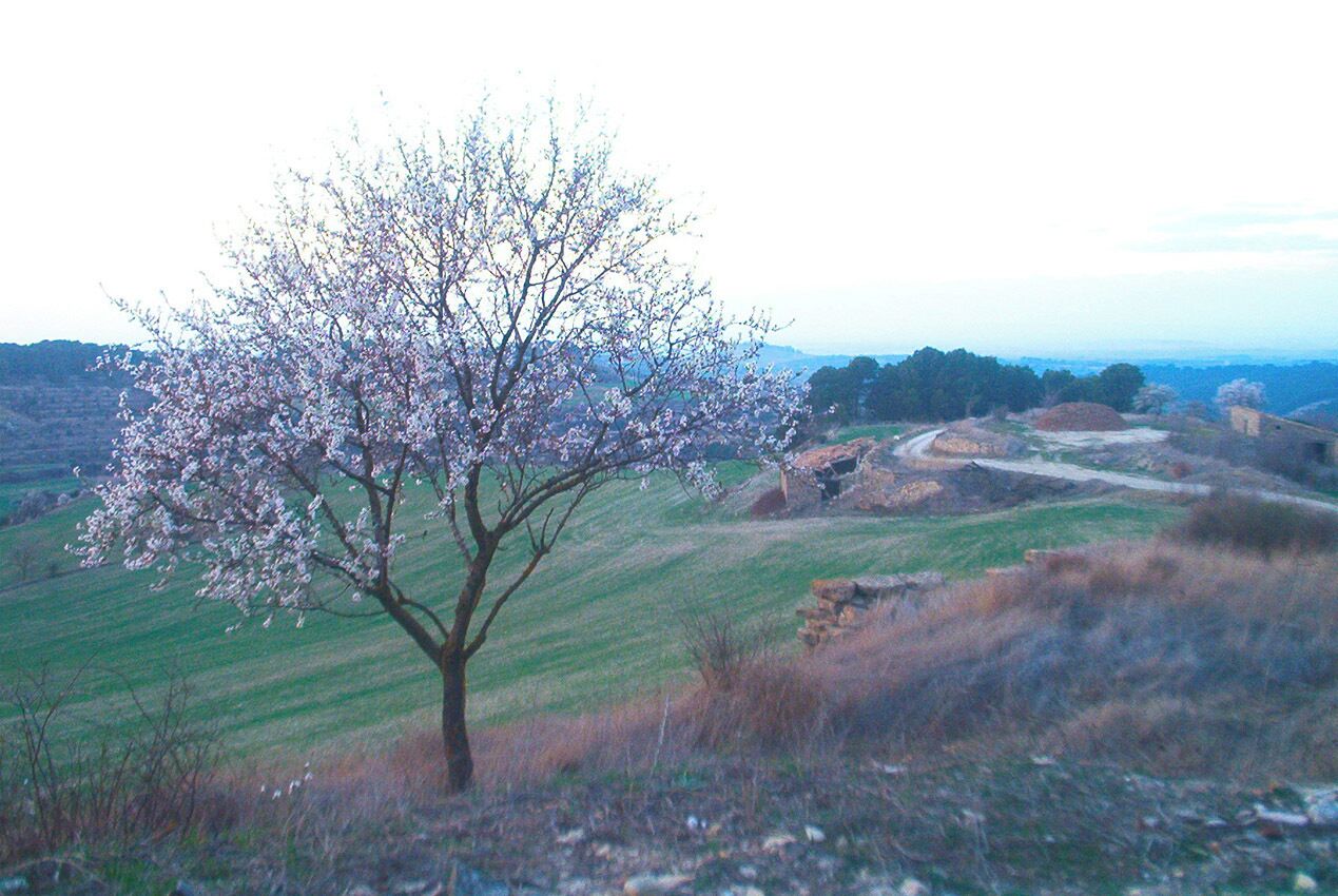 Ametller florit a la pobla de Ferran