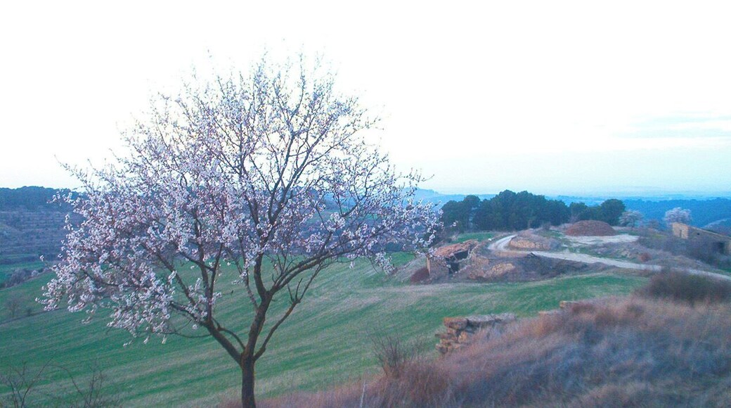 Ametller florit a la pobla de Ferran
