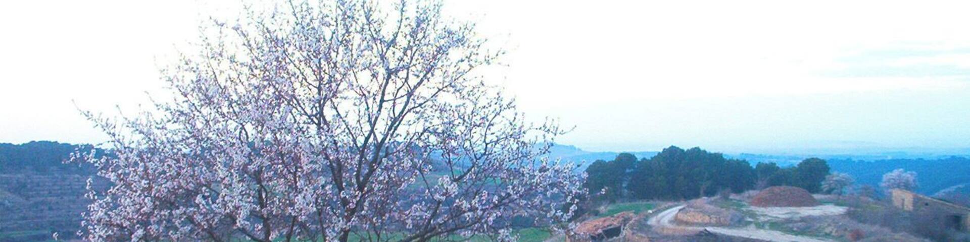 Ametller florit a la pobla de Ferran