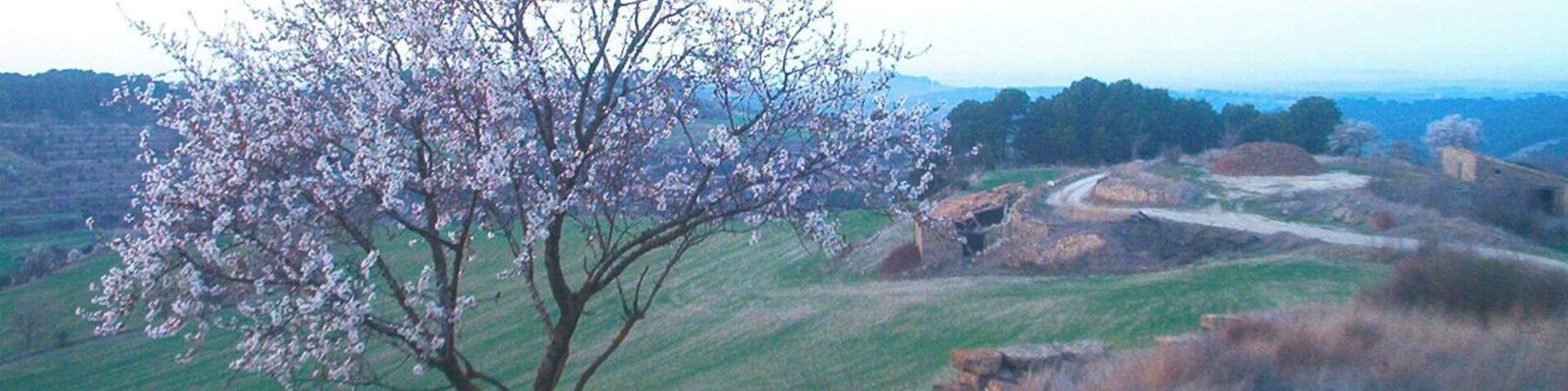 Ametller florit a la pobla de Ferran