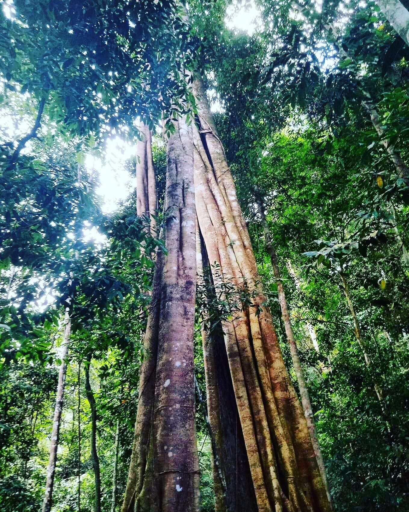 Rainforest tree 💓💓