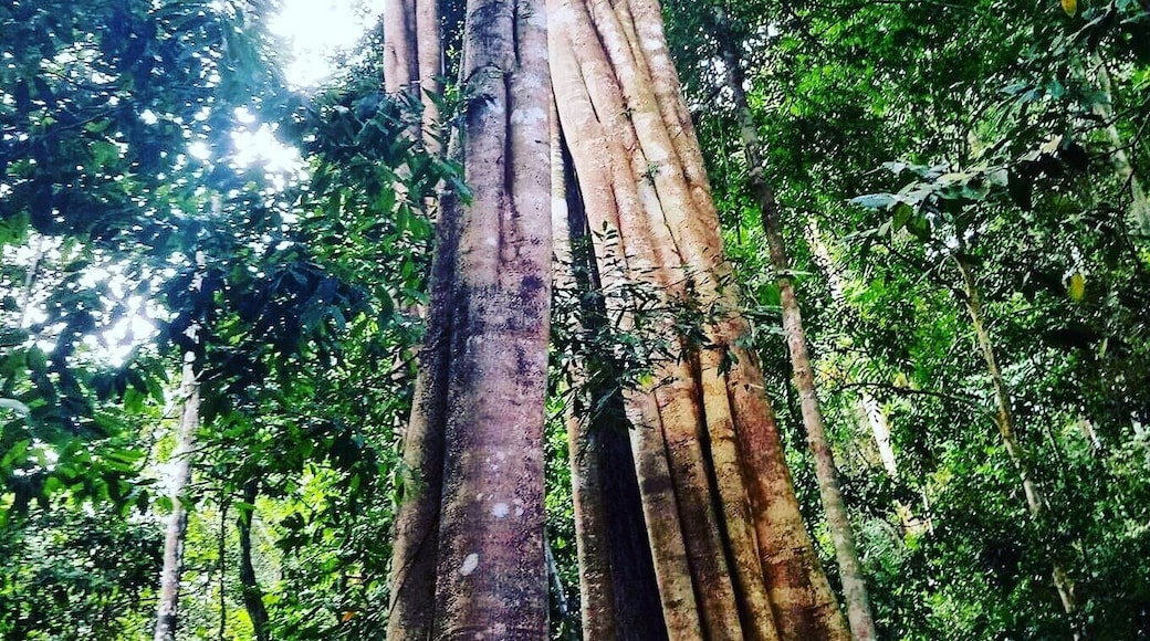 Rainforest tree 💓💓