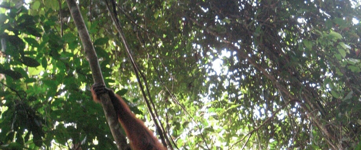It's astonishing to see the orangutans living in their own environment and not at nurseries and feeding stations. The orangutans here have successfully gone back to their forests. Of course, there's much much work to be done in Indonesia to look after the endangered species!
Bukit Lawang is a long drive out of Medan. Go up there for one or two days.