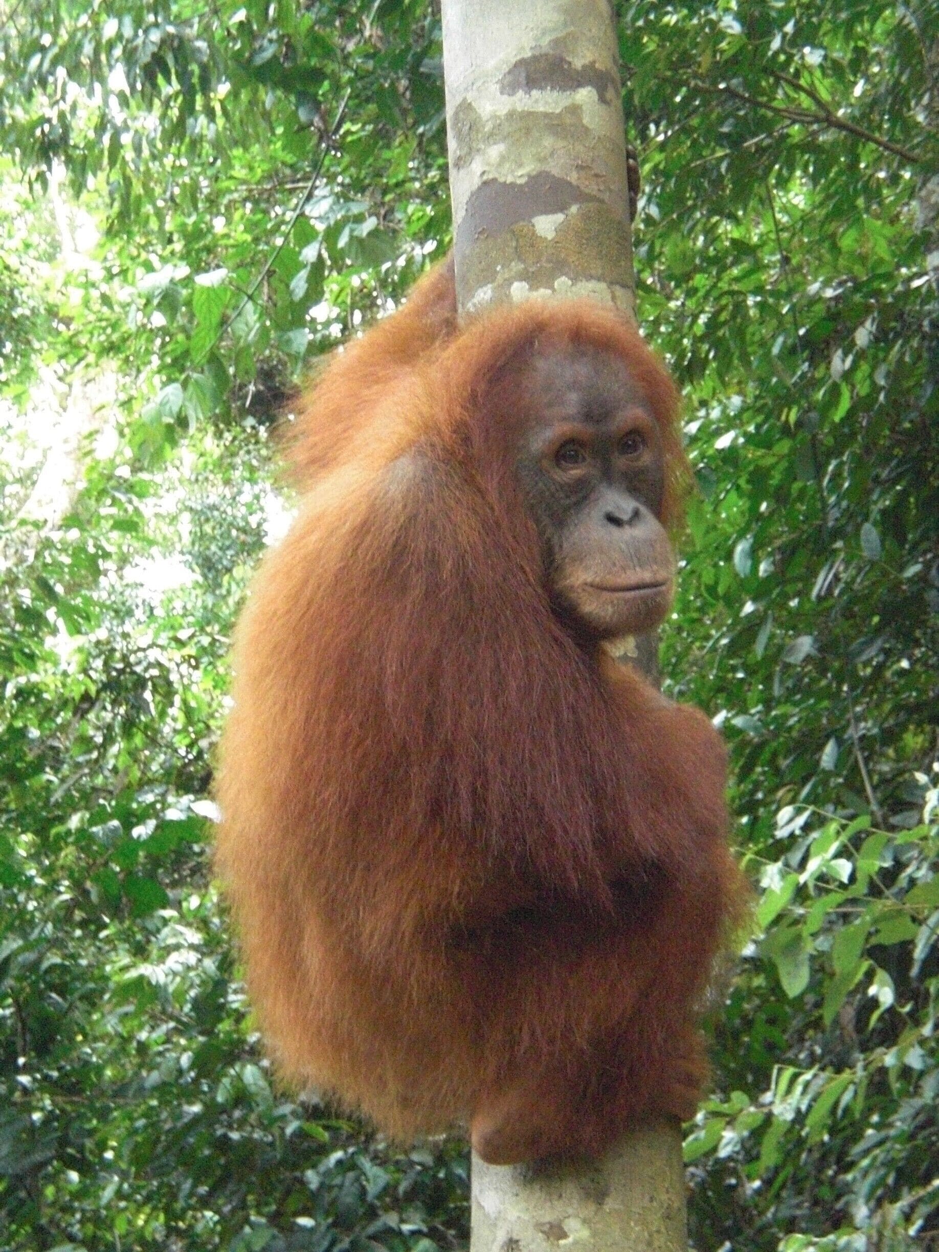 An orangutan with reddish-brown fur sitting on a tree branch in a dense green forest.