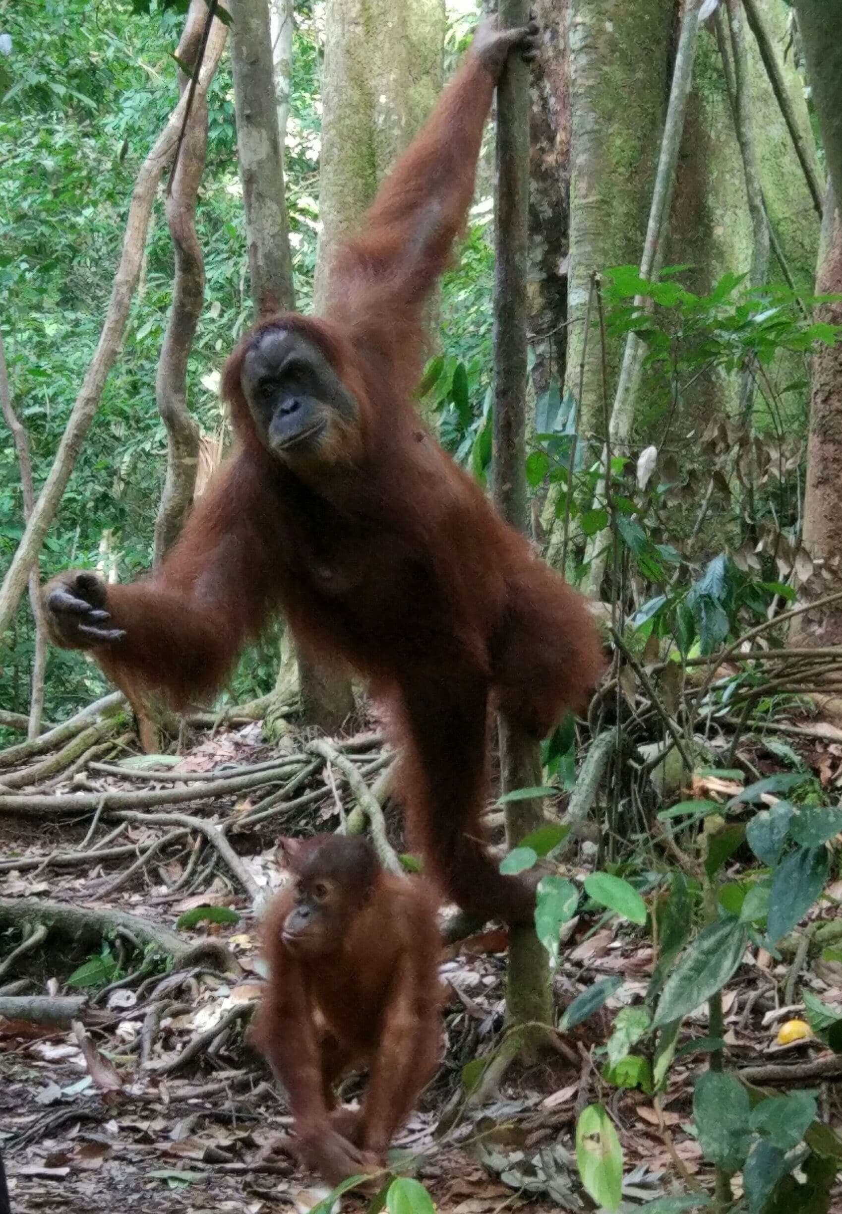An orangutan in a forested area with dense foliage and tree trunks.