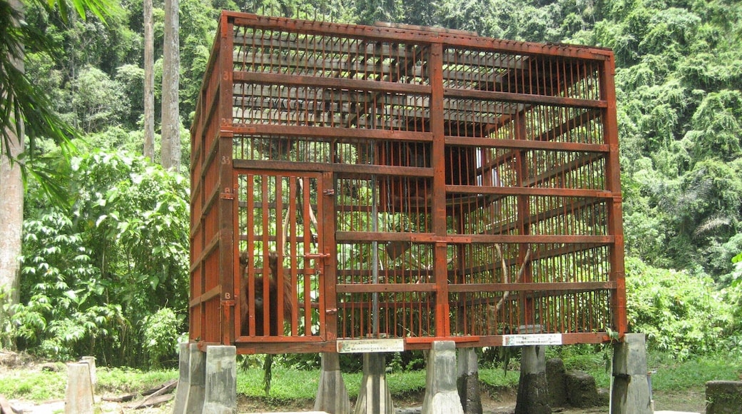 The poor fella here cannot be let loose to live in the wild with the other orangutans. He is a recidavist offender. What will be his fate? Isn't it an age old story?