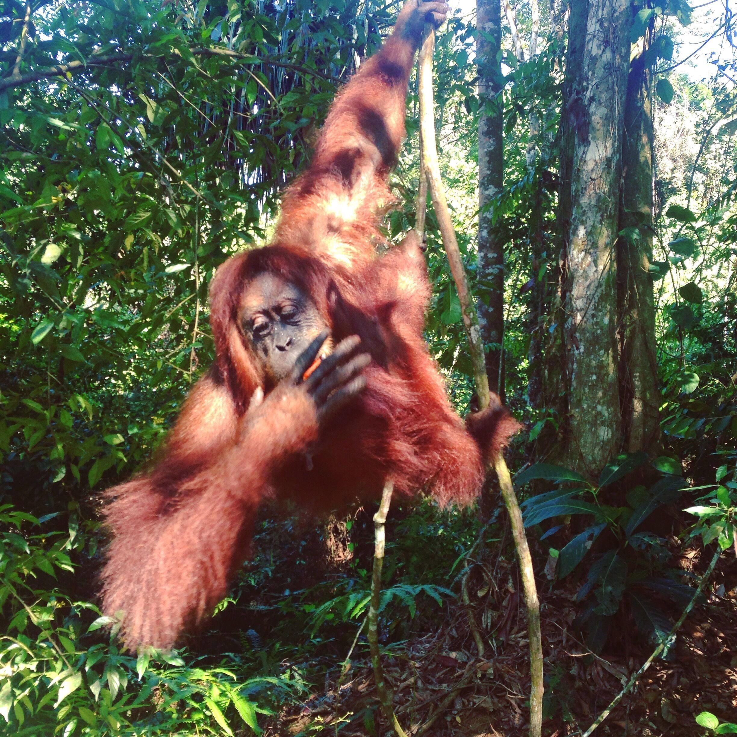 An orangutan climbing a tree in a dense forest.