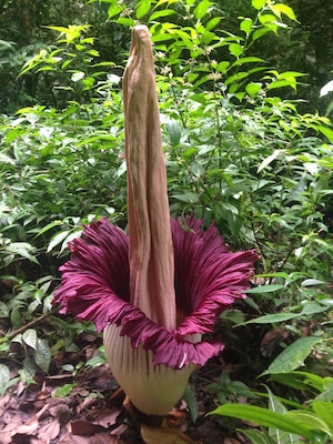 Saw six of these incredible Amorphophallus Titanum flowers at Batu Katak near Bukit Lawang. These giant blooms are incredible!