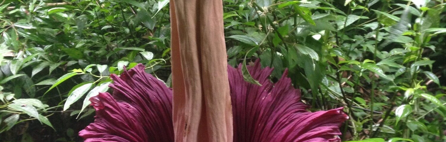 Saw six of these incredible Amorphophallus Titanum flowers at Batu Katak near Bukit Lawang. These giant blooms are incredible!