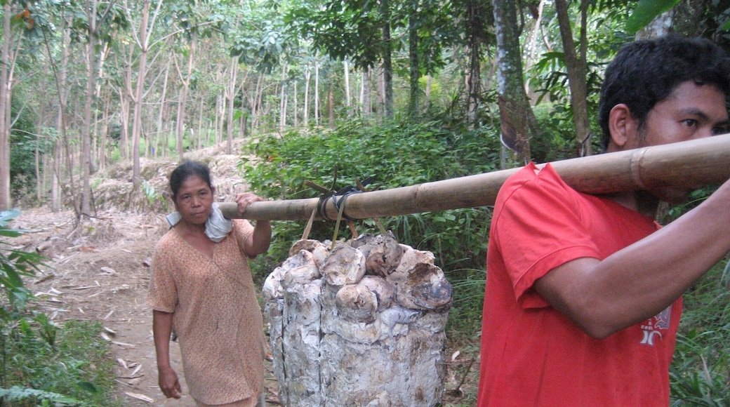 The locals farm rubber or palm oil in this area. While it gives them a living and they are not in the hands of big business ( or are they?) look to the back of the photo to see what happens to the rainforest.