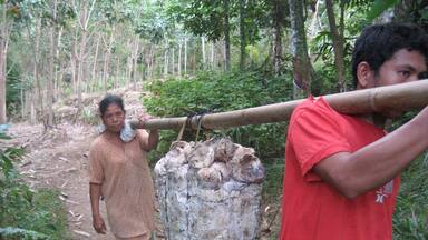 The locals farm rubber or palm oil in this area. While it gives them a living and they are not in the hands of big business ( or are they?) look to the back of the photo to see what happens to the rainforest.
