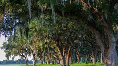 Large old trees with spanish moss on a beautiful central Florida ranch.
