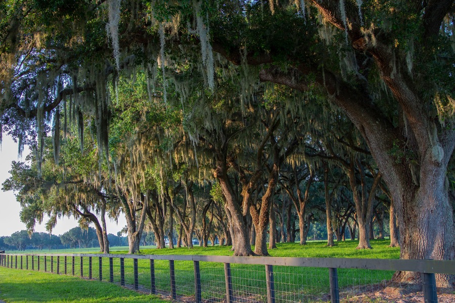 Large old trees with spanish moss on a beautiful central Florida ranch.