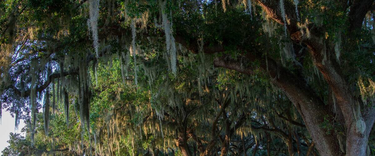 A row of large trees with Spanish moss hanging from their branches, a wooden fence, and a grassy field.