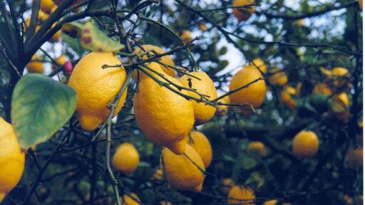 Huerto de limones en Benezujar, Alicante